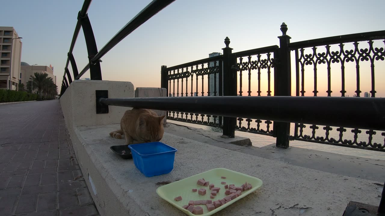 ED SHEERAN & MICHAEL JACKSON - Homeless cats in Ras Al Khaimah, UAE #cat #EdSheeran #MichaelJackson