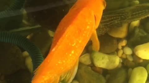 Beautiful fish