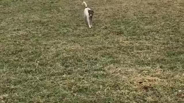 Pups playing with a nice tune