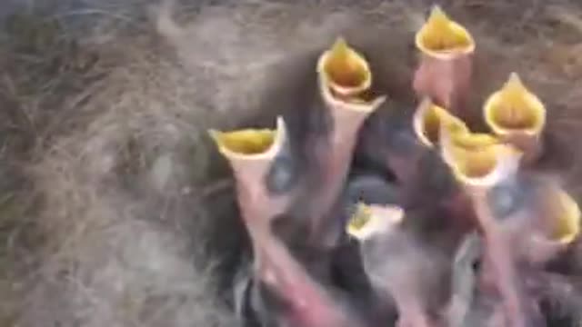 The opera birds are very excited