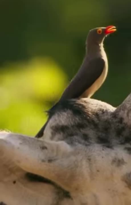 The oxpecker is a bird known for its unique relationship with large mammals, including hippos.