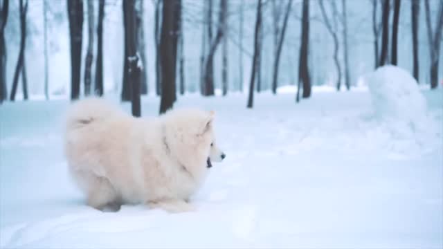 cute healthy and cheerful dog playing in the snow