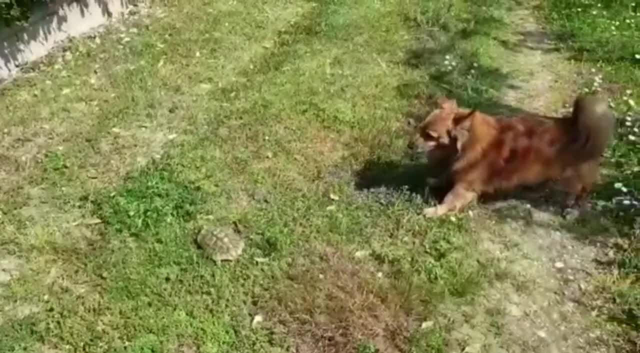La la dog VS Ninja turtle