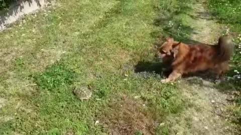 La la dog VS Ninja turtle