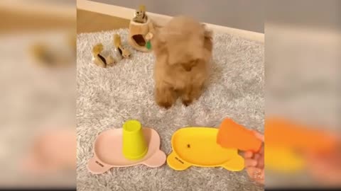 🐶Dogs funny video 😜😜