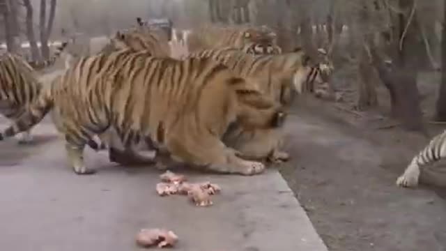 tiger running food #shorts