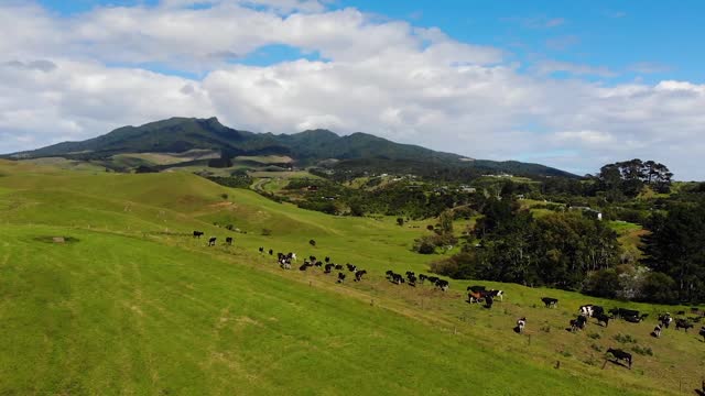 Cows on a field in New Zealand