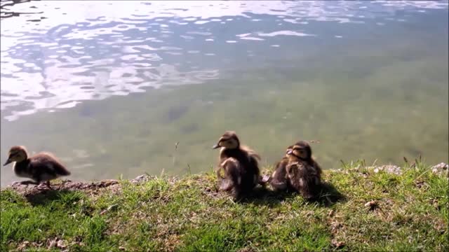 Ducks Babies