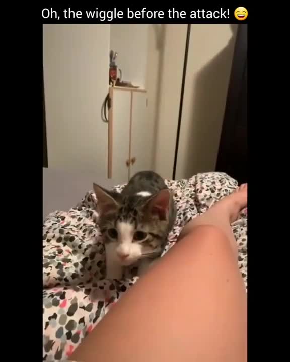 Cat wiggles Before ATTACKING #shorts 2021