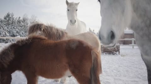 Beautiful horses and pony walking on the winter ranch. Concept of horse breeding