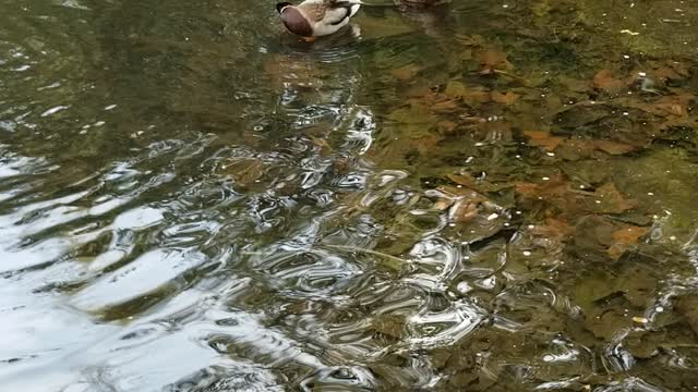 Ducks from Descanso Gardens