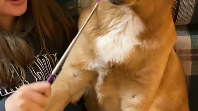 Dogs Hilarious Reaction After owner stopped scratching her with Back Scratcher