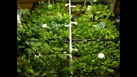 Build a home with aquaponics