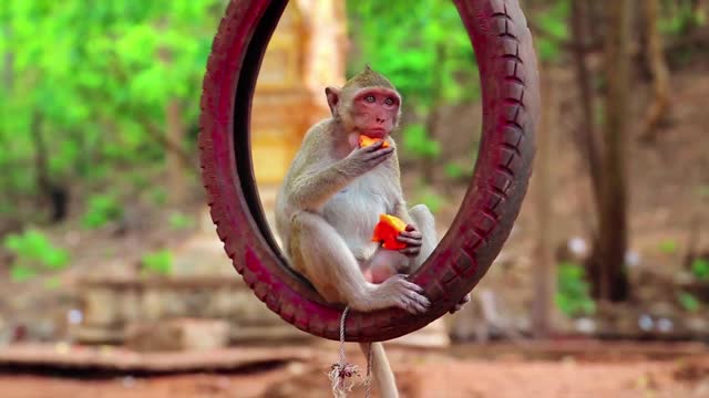 Watch a monkey eat fruit in the forest