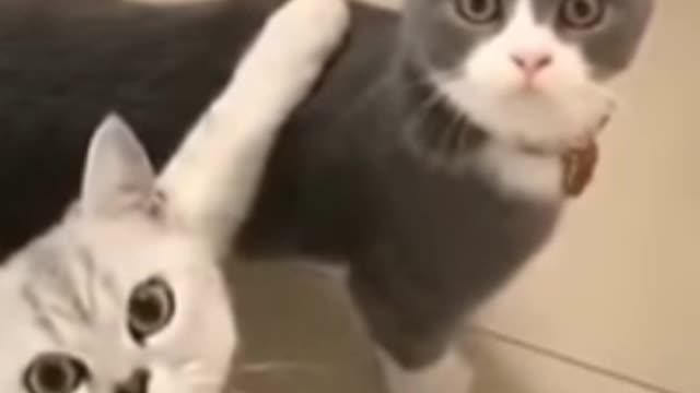 Adorable cats cute reaction