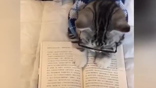 funny Cat Video