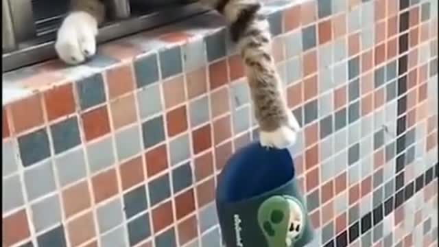 Cute cat funny video 2022😂🤣