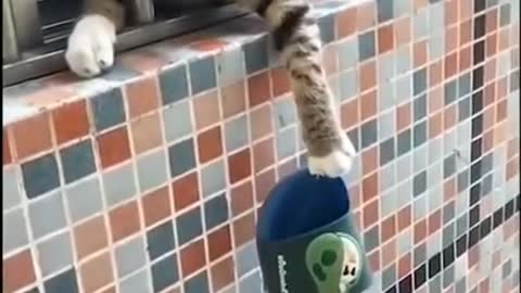 Cute cat funny video 2022😂🤣