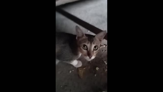 Nice Cat Eating,Cat Eating Food,