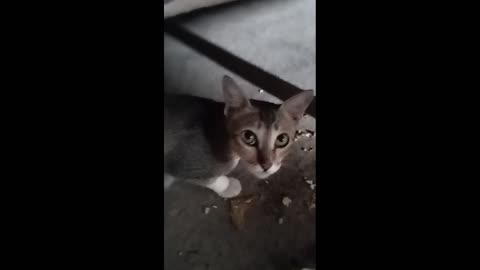 Nice Cat Eating,Cat Eating Food,