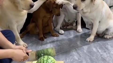 Cute dog funny video😂