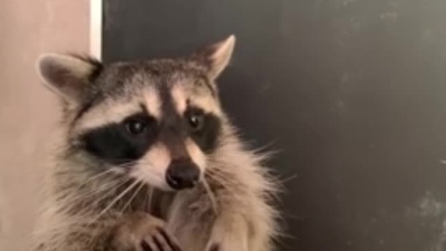 Pet raccoon chows down on tasty jello treat