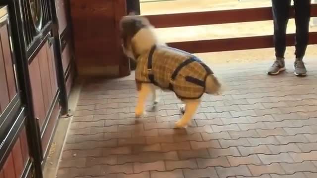 Miniature Horse Zooms Around Stables