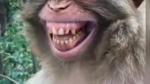 Funny monkey laughing