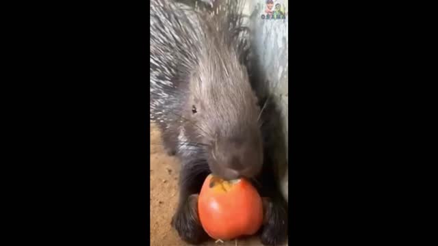 PORCUPINES Eat