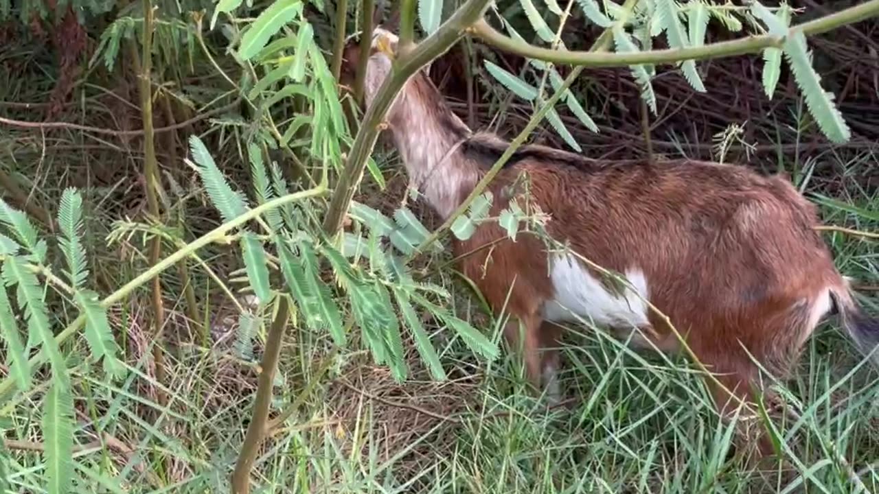 so beautiful and love red goat1