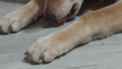 German shepherd eating #Milkbone