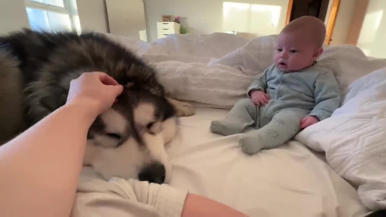 A giant husky and a boy#funny#