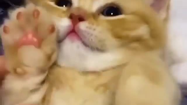 cute cat