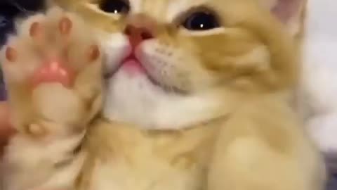 cute cat