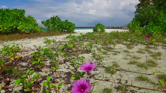 One Day on the Maldives