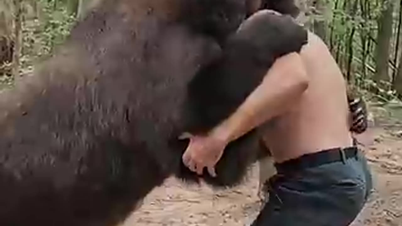 Gorilla video with a man