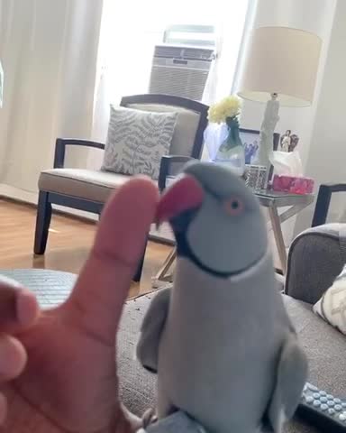 Parrot absolutely loves to play "boop" game with owner