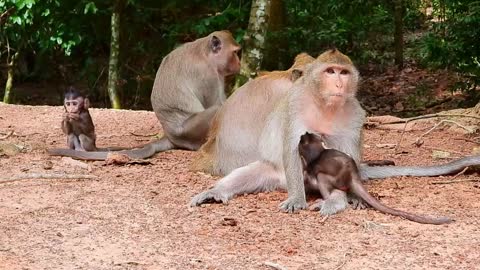 Branda Enjoys Playing With Golda