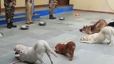Army Dog Training