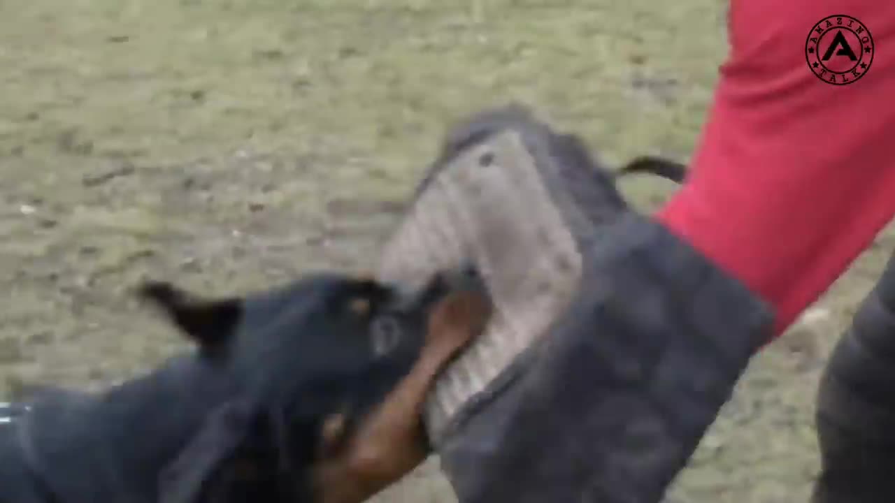 Funny dogs