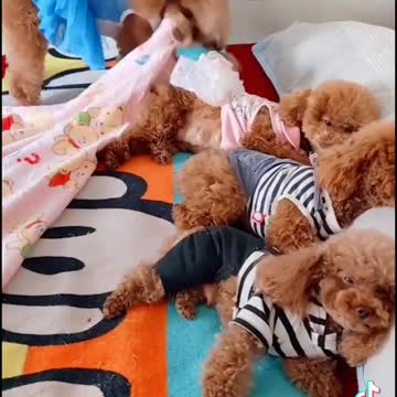 مجموعة كلاب صغيرة تلعب وتمرح