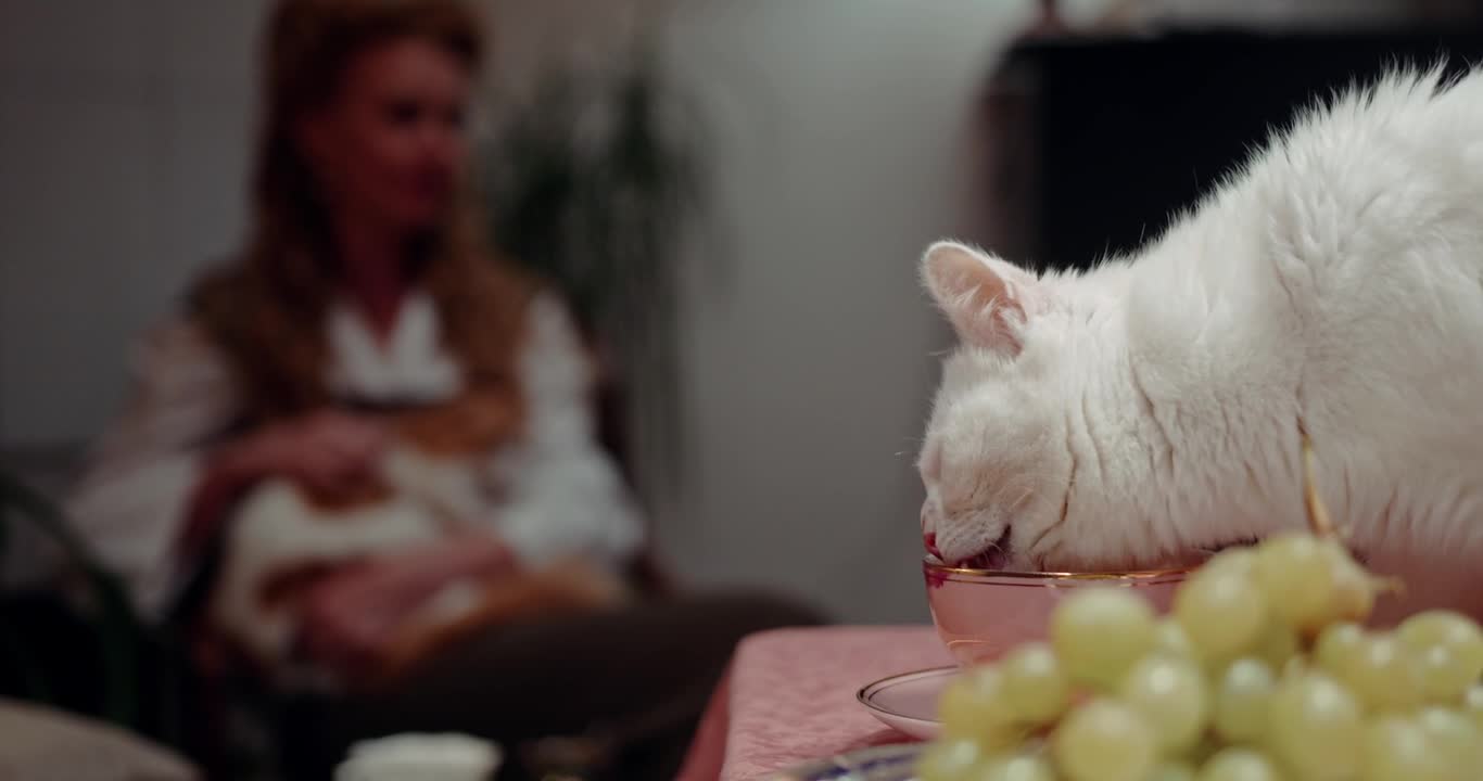 A Pet Cat On Top Of The Table