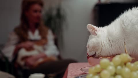 A Pet Cat On Top Of The Table