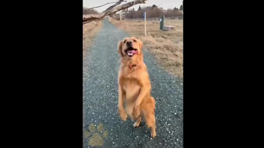 Dogs Grow Up - i'm a big kid now Baby to Adult Dogs #43