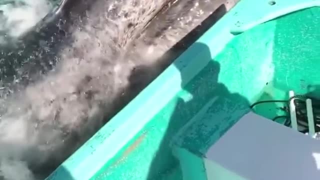 Playing with a mother and calf gray whale is heart pounding