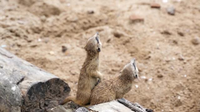 cute-meerkats