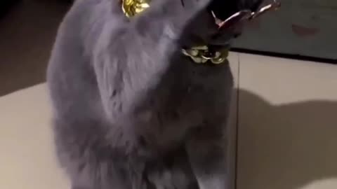 Cat funny video