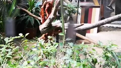 beautiful parrot