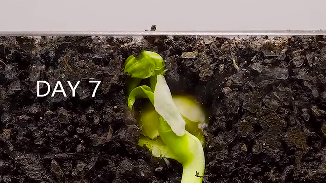 Pea - Time Lapse #plants # timelapse