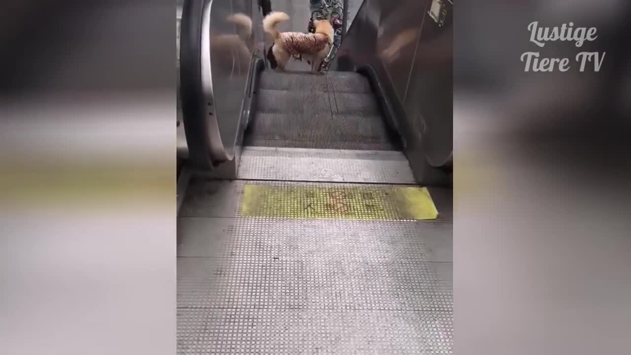 Funny Animals Compilation | 2021